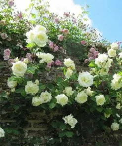 Future Forests Rosa Paul's Lemon Pillar - Climbing Rose Climbers