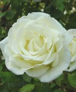 Future Forests Rosa Paul's Lemon Pillar - Climbing Rose Climbers