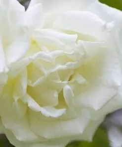 Future Forests Rosa Paul's Lemon Pillar - Climbing Rose Climbers