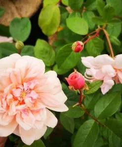 Future Forests Rosa Perle D'Or - Old Shrub Rose Roses