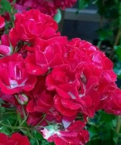 Future Forests Rosa Rambling Rosie Roses