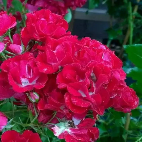 Future Forests Rosa Rambling Rosie Roses 3 Future Forests Rosa Rambling Rosie Roses