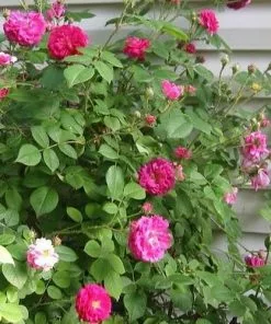 Future Forests Rosa De Rescht - Old Shrub Rose Roses