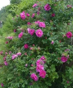 Future Forests Rosa Exception (Rotes Meer) - Rugosa Rose Coastal Shrubs 7 Future Forests Rosa Exception (Rotes Meer) - Rugosa Rose Coastal Shrubs
