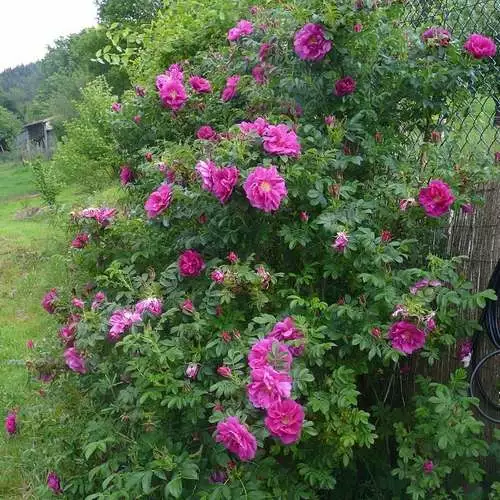 Future Forests Rosa Exception (Rotes Meer) - Rugosa Rose Coastal Shrubs 5 Future Forests Rosa Exception (Rotes Meer) - Rugosa Rose Coastal Shrubs