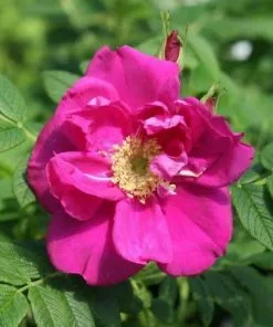 Future Forests Rosa Exception (Rotes Meer) - Rugosa Rose Coastal Shrubs