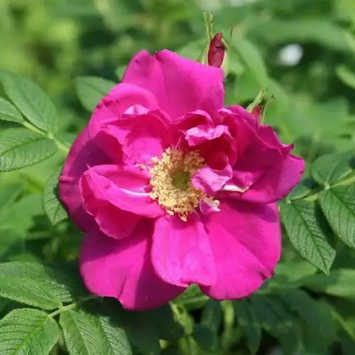 Future Forests Rosa Exception (Rotes Meer) - Rugosa Rose Coastal Shrubs 4 Future Forests Rosa Exception (Rotes Meer) - Rugosa Rose Coastal Shrubs