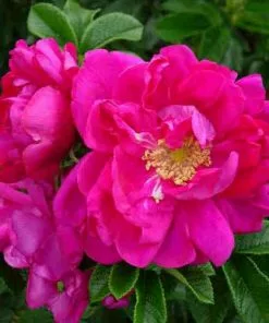 Future Forests Rosa Exception (Rotes Meer) - Rugosa Rose Coastal Shrubs