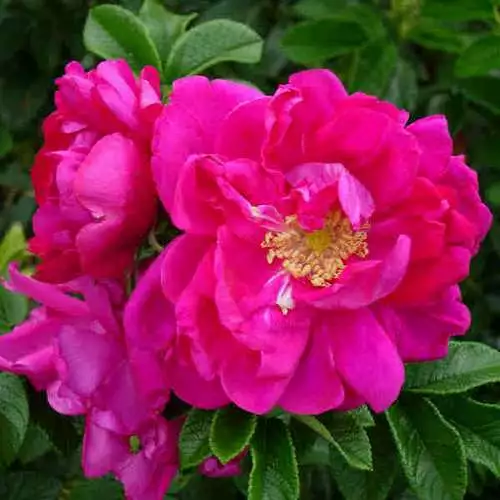 Future Forests Rosa Exception (Rotes Meer) - Rugosa Rose Coastal Shrubs 3 Future Forests Rosa Exception (Rotes Meer) - Rugosa Rose Coastal Shrubs