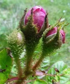 Future Forests Rosa William Lobb - Old Moss Shrub Rose Roses