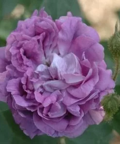 Future Forests Rosa William Lobb - Old Moss Shrub Rose Roses