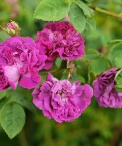 Future Forests Rosa William Lobb - Old Moss Shrub Rose Roses