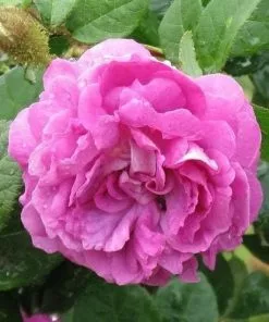 Future Forests Rosa William Lobb - Old Moss Shrub Rose Roses