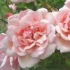 Future Forests Rosa Albertine - Rambling Rose Roses