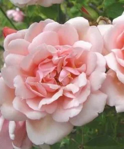 Future Forests Rosa Albertine - Rambling Rose Roses