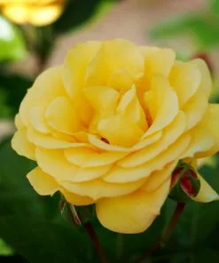 Future Forests Rosa Arthur Bell - Floribunda Shrub Rose Roses 10 Future Forests Rosa Arthur Bell - Floribunda Shrub Rose Roses