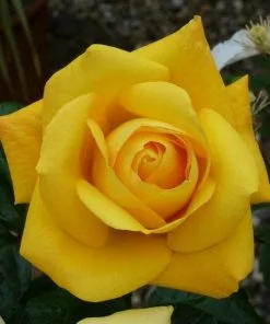 Future Forests Rosa Arthur Bell - Floribunda Shrub Rose Roses 11 Future Forests Rosa Arthur Bell - Floribunda Shrub Rose Roses