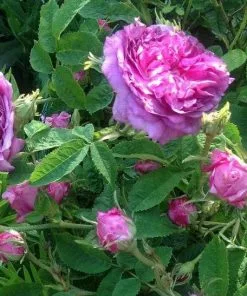 Future Forests Rosa Belle De Crecy - Old Gallica Shrub Rose