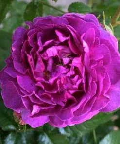 Future Forests Rosa Belle De Crecy - Old Gallica Shrub Rose 8 Future Forests Rosa Belle De Crecy - Old Gallica Shrub Rose