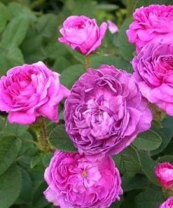 Future Forests Rosa Belle De Crecy - Old Gallica Shrub Rose 9 Future Forests Rosa Belle De Crecy - Old Gallica Shrub Rose