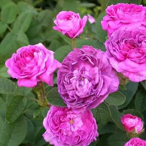 Future Forests Rosa Belle De Crecy - Old Gallica Shrub Rose 6 Future Forests Rosa Belle De Crecy - Old Gallica Shrub Rose