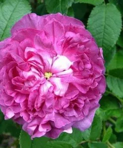 Future Forests Rosa Belle De Crecy - Old Gallica Shrub Rose