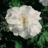 Future Forests Coastal Shrubs Rosa Blanc Double De Coubert - Rugosa Rose
