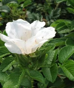 Future Forests Coastal Shrubs Rosa Blanc Double De Coubert - Rugosa Rose