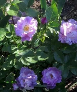 Future Forests Roses Rosa Blue For You - Shrub Rose