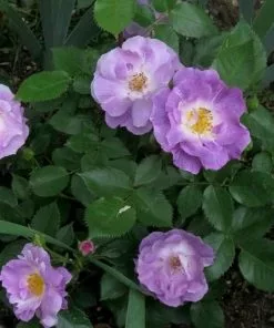 Future Forests Roses Rosa Blue For You - Shrub Rose
