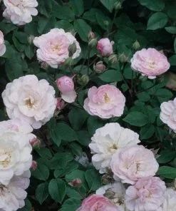 Future Forests Rosa Blush Noisette - Climbing Rose Climbers