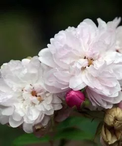 Future Forests Rosa Blush Noisette - Climbing Rose Climbers