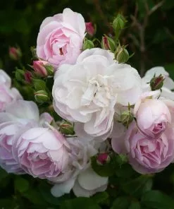 Future Forests Rosa Blush Noisette - Climbing Rose Climbers