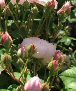 Future Forests Rosa Blush Noisette - Climbing Rose Climbers