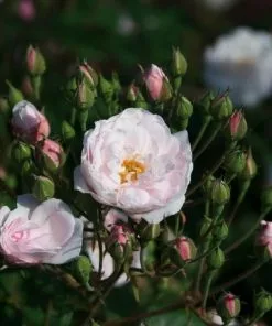 Future Forests Rosa Blush Noisette - Climbing Rose Climbers