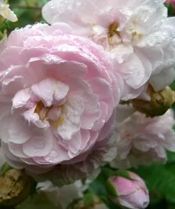 Future Forests Rosa Blush Noisette - Climbing Rose Climbers