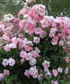 Future Forests Roses Rosa Bonica - Modern Shrub Rose