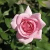 Future Forests Roses Rosa Bonica - Modern Shrub Rose