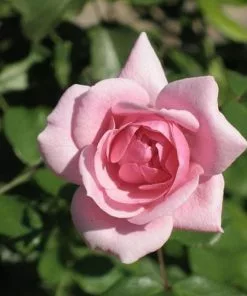 Future Forests Roses Rosa Bonica - Modern Shrub Rose