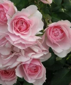 Future Forests Roses Rosa Bonica - Modern Shrub Rose