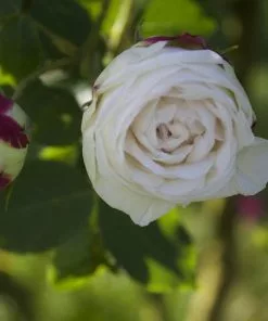 Future Forests Roses Rosa Boule De Neige - Old Bourbon Shrub Rose 7 Future Forests Roses Rosa Boule De Neige - Old Bourbon Shrub Rose