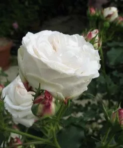 Future Forests Roses Rosa Boule De Neige - Old Bourbon Shrub Rose 8 Future Forests Roses Rosa Boule De Neige - Old Bourbon Shrub Rose