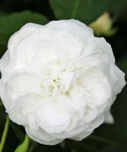 Future Forests Roses Rosa Boule De Neige - Old Bourbon Shrub Rose