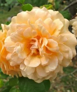 Future Forests Climbers Rosa Buff Beauty - Climbing Rose