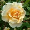 Future Forests Climbers Rosa Buff Beauty - Climbing Rose