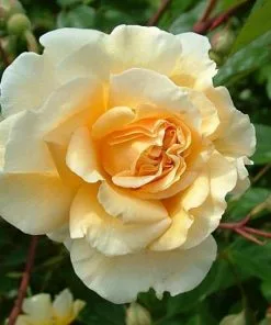 Future Forests Climbers Rosa Buff Beauty - Climbing Rose