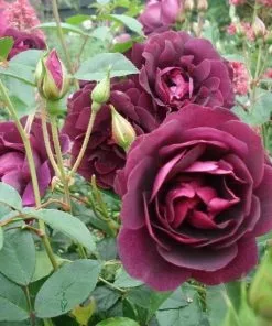 Future Forests Rosa Burgundy Ice - Floribunda Shrub Rose