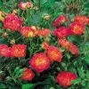 Future Forests Rosa Cambridgeshire - Groundcover Rose