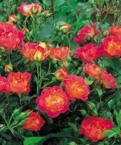 Future Forests Rosa Cambridgeshire - Groundcover Rose