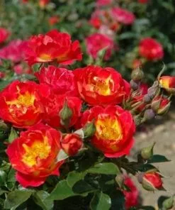 Future Forests Rosa Cambridgeshire - Groundcover Rose